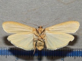 Lomilema gracilipennis